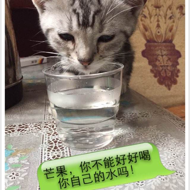 购买假美国银行银行对账单